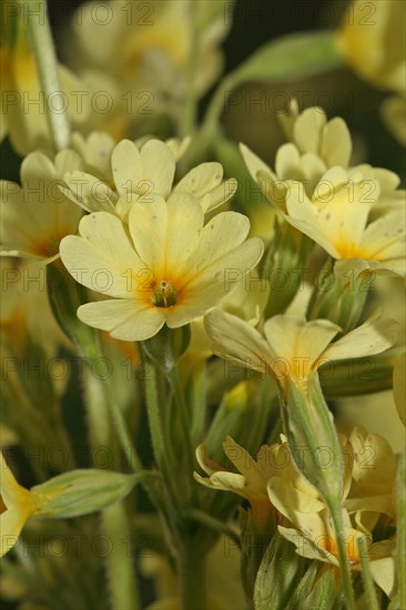 Forest Cowslip