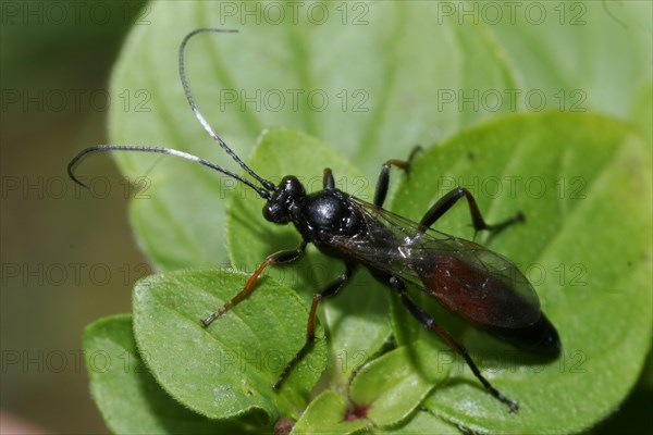 Plant wasp