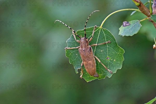 Large poplar buck