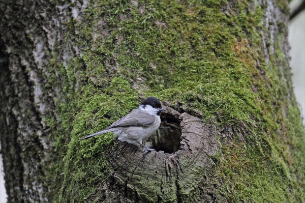 Marsh Tit