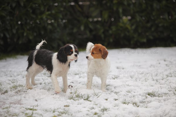 Cavalier King Charles Spaniel