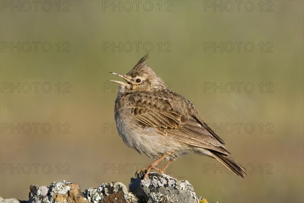 Crested lark