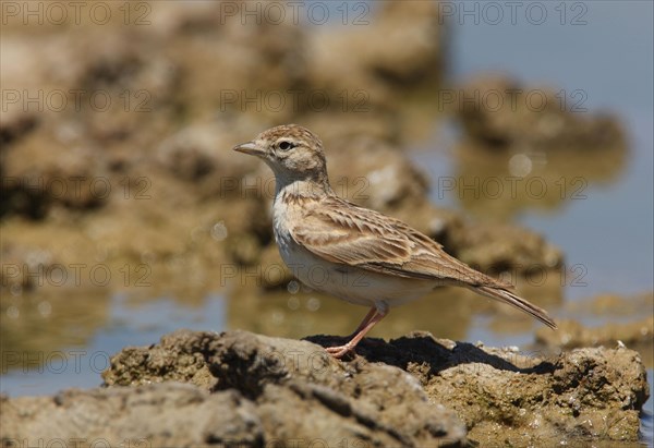 Greater Short-toed Lark