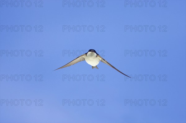 Common house martins