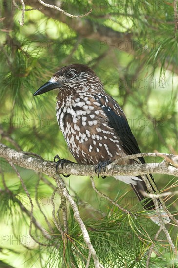 Spotted Nutcracker