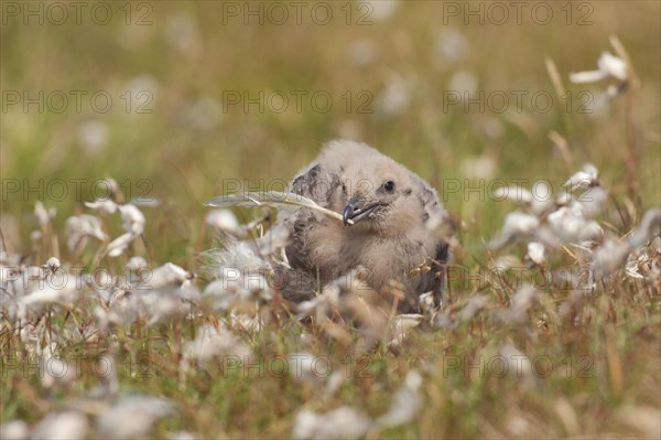 Great Skua