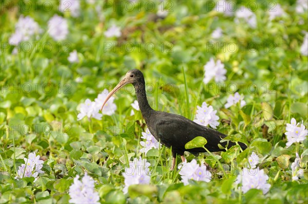 Naked-faced bare-faced ibis