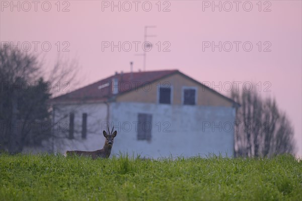 Western Roe Deer