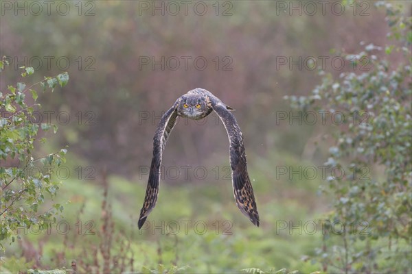 Eurasian eagle-owl