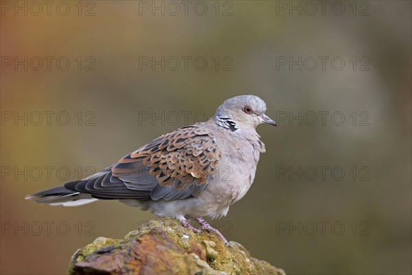 Eurasian turtle dove