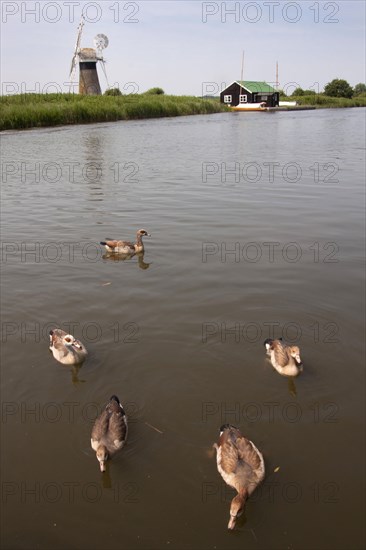 Egyptian egyptian goose