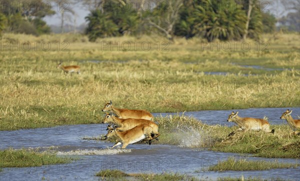 Red Lechwe