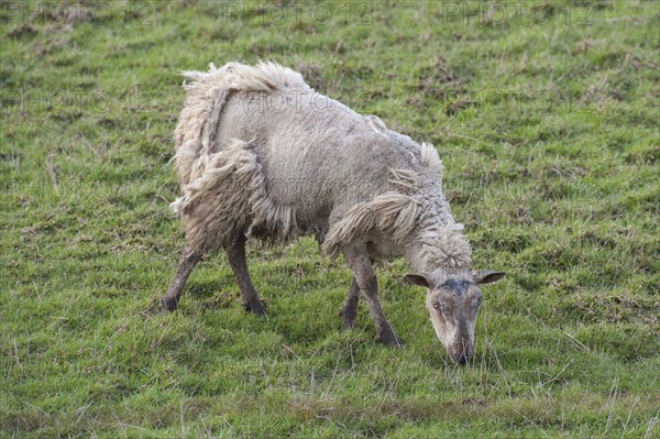 Domestic sheep