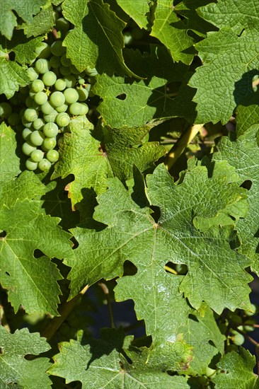 Dried deposit of a sprayed fungicide on the leaves of a vine with ripening fruit