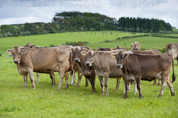 Domestic cattle