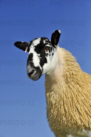 Domestic Sheep