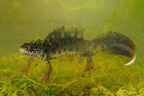 Italian Crested Newt