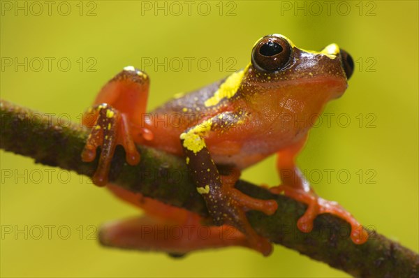 Shreve's Sarayacu tree frog