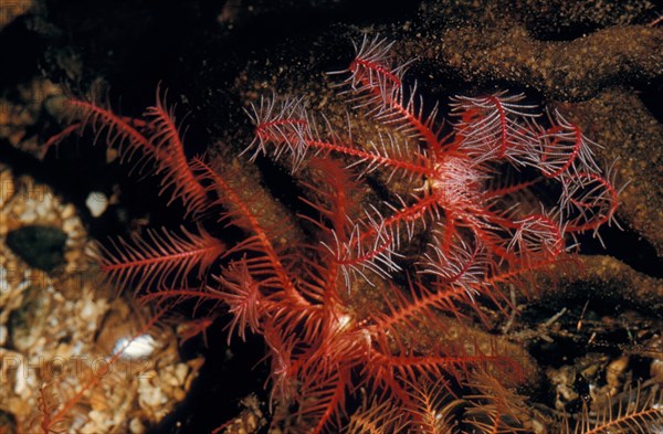 Rosy feather-star