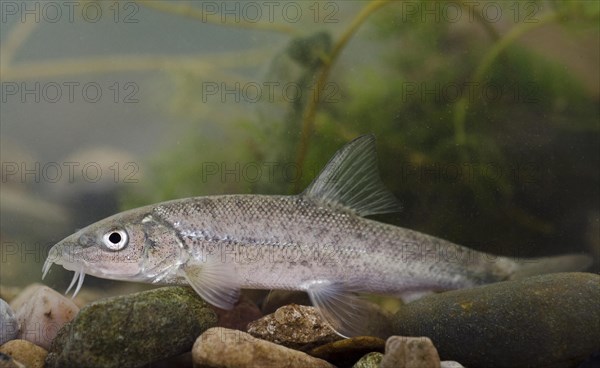 Common Barbel