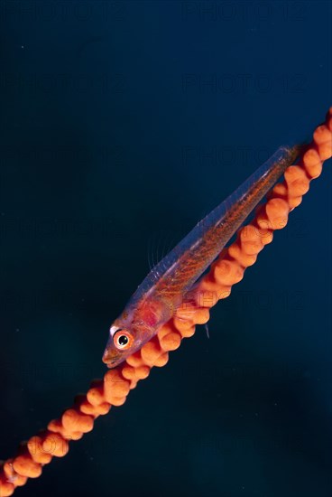 Whipcoral Dwarf Goby