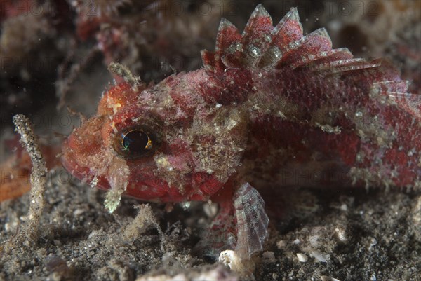 Scorpionfish