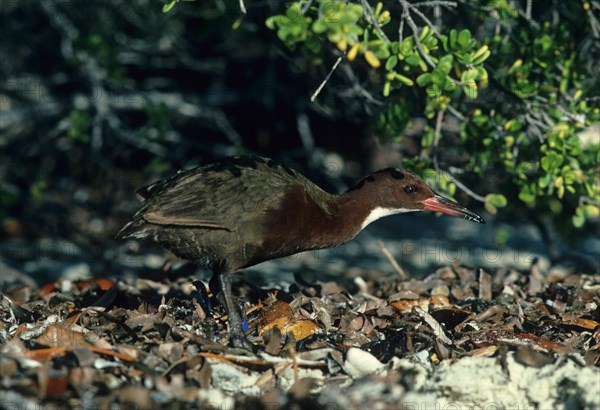 Flightless white-fronted rail