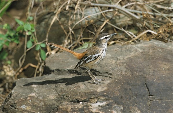 Erythropygia leucophrys