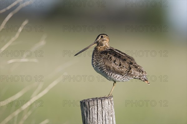 Wilson's Snipe