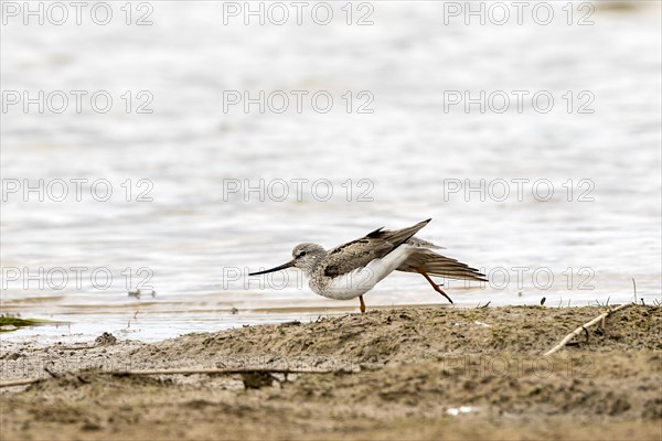 Terek Sandpiper