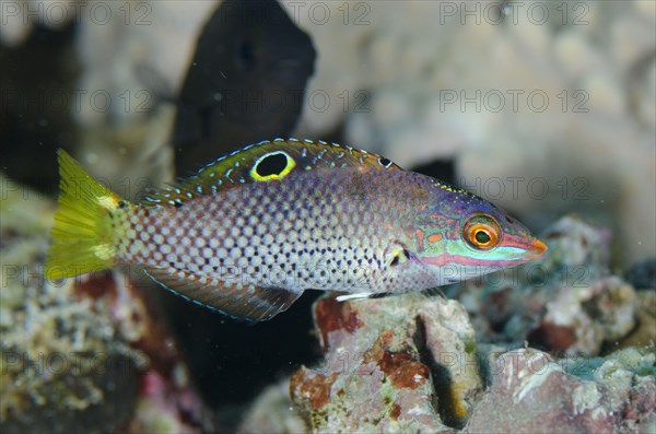 Checkerboard Wrasse