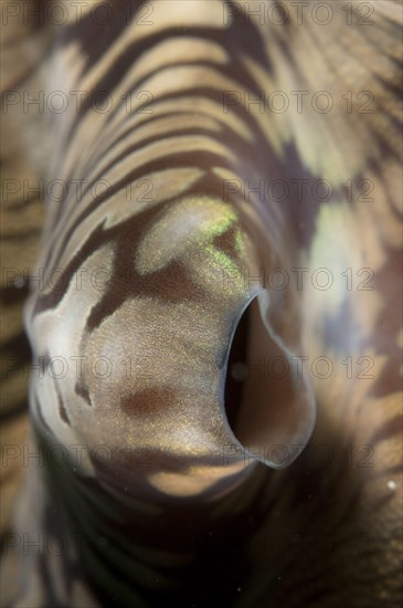 Fluted fluted giant clams