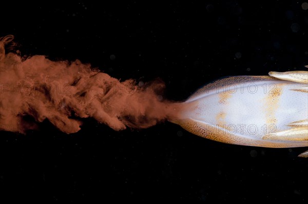 Bigfin reef squid