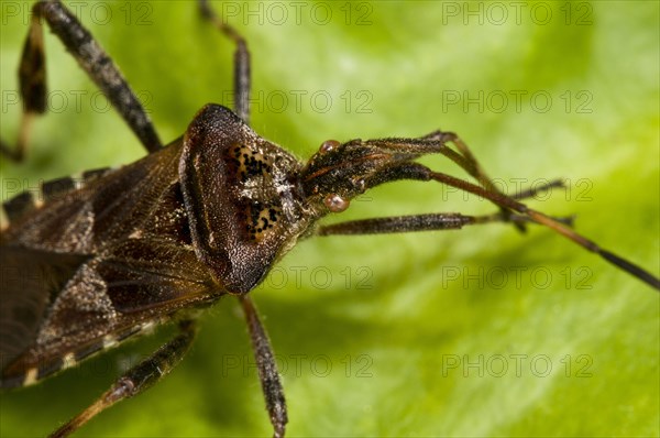 American pine bug