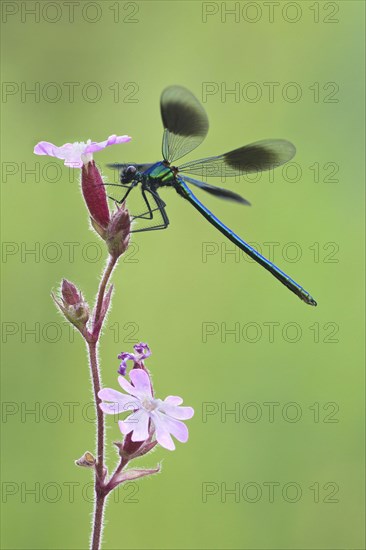 Banded Demoiselle