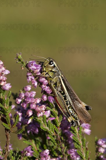 Large marsh grasshoppers