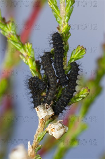 Emperor Moth