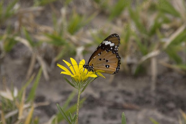 Small Monarchnic Monarch