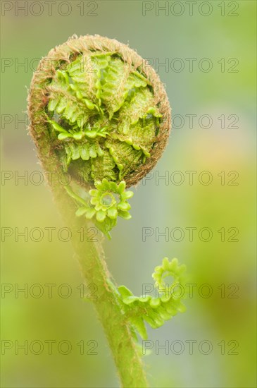 Male Fern