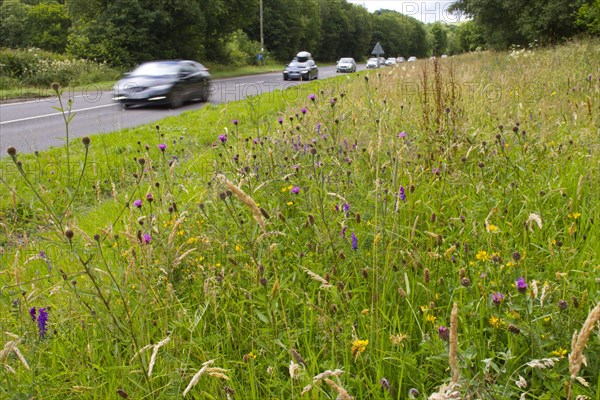 Flowering knapweed