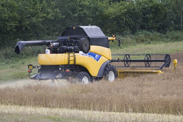 Oilseed rape