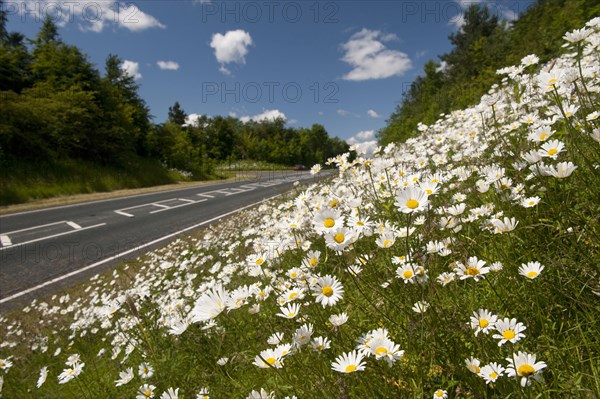 Ox-eye Daisy