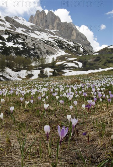 Spring crocus