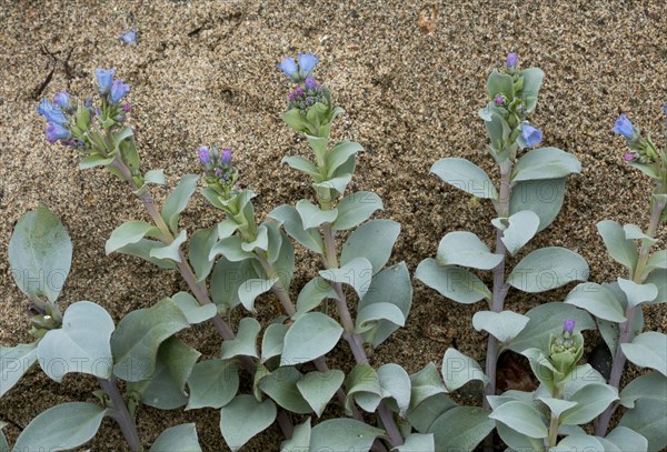 Oysterplant