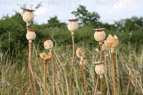 Opium poppy