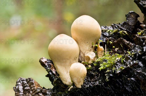 Stump Puffball