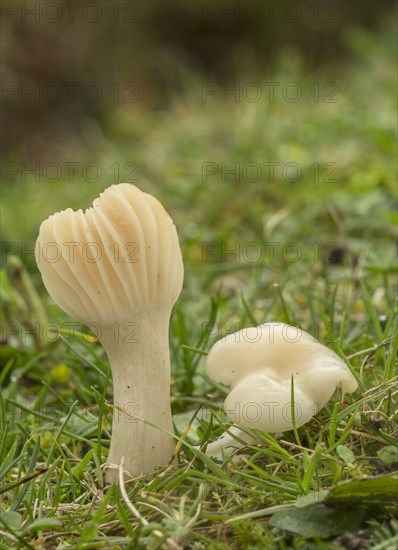 Snowy Waxcap