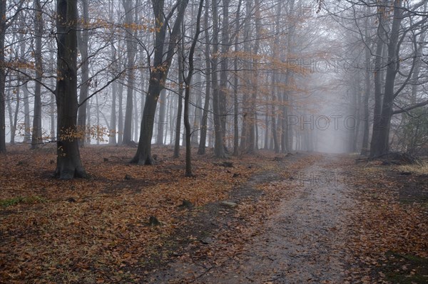Riding path in a deciduous forest shrouded in icy mist