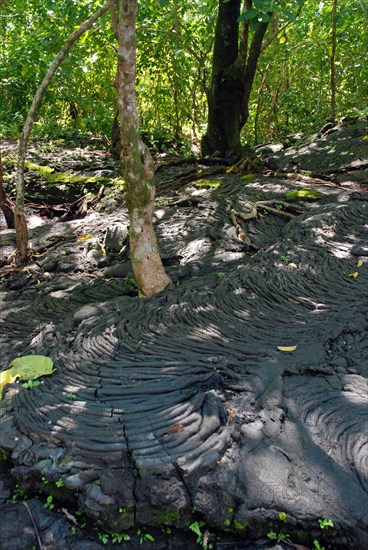 Trees growing from hardened lava