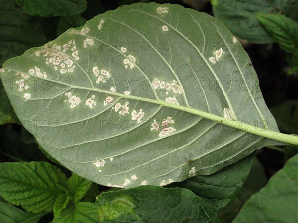 Bent-back amaranth